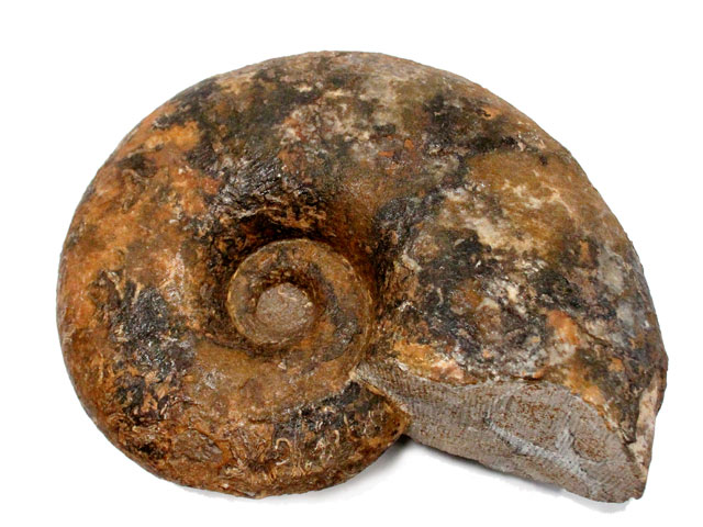 アンモナイト アンモナイト（Pleuroceras）｜化石販売・鉱物販売の東京サイエンス