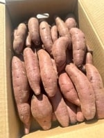 低温熟成保管!! 茨城県産紅はるかSサイズ５㎏