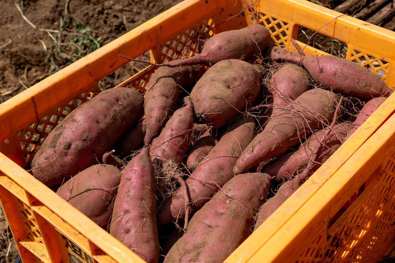 熟成!!蜜芋♪ねっとり甘い蜜焼き芋(400g×2)・半熟スイートポテト(120g×3)・大学芋(200g)セット