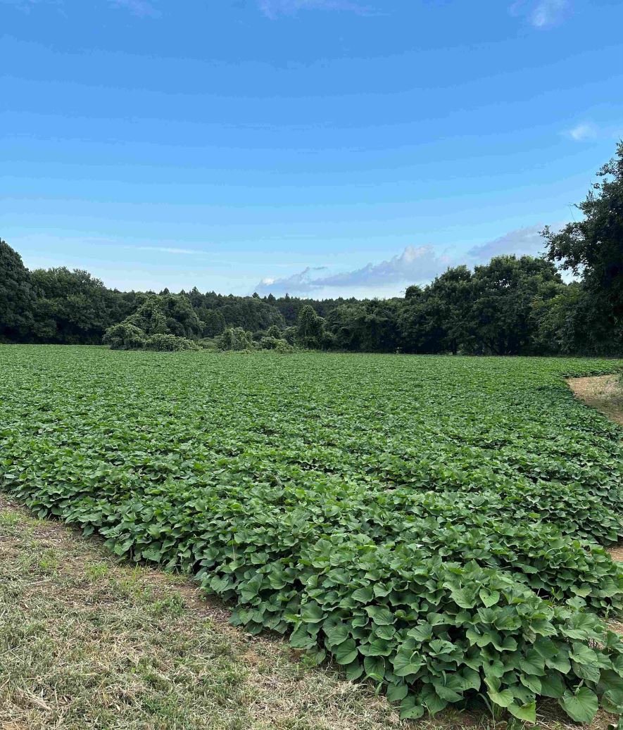 【ギフト】熟成!!蜜芋♪ねっとり甘い蜜焼き芋(400ｇ×2)・半熟スイートポテト(120ｇ×3)・大学芋(200g)セット