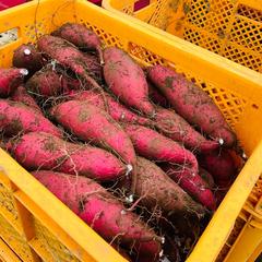 低温熟成保管!! 茨城県産紅はるかMサイズ５㎏