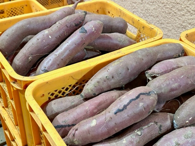 低温熟成保管!! 茨城県産紅はるか３Lサイズ５㎏