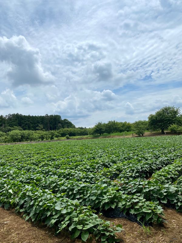 低温熟成保管!! 茨城県産紅はるか2Lサイズ10㎏