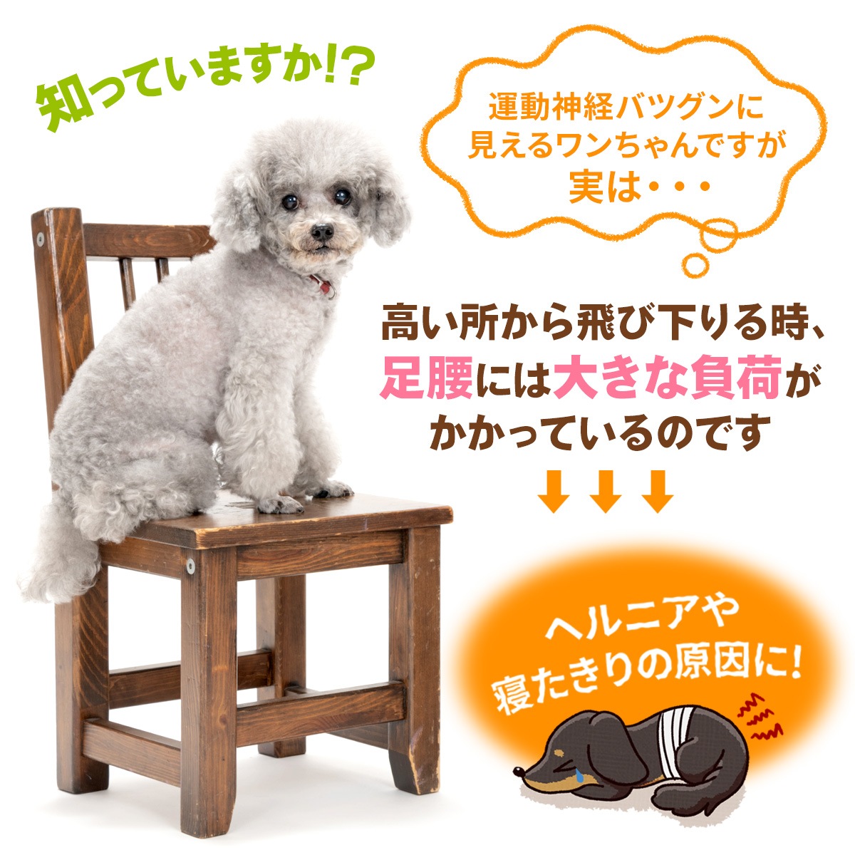 【ペット保育園＆ホテル監修】 ドッグステップ 幅広 55cm 犬 階段 ペット 犬用 ステップ 2段 防水 おしゃれ 送料無料 PVCレザー生地 ソフトタイプ