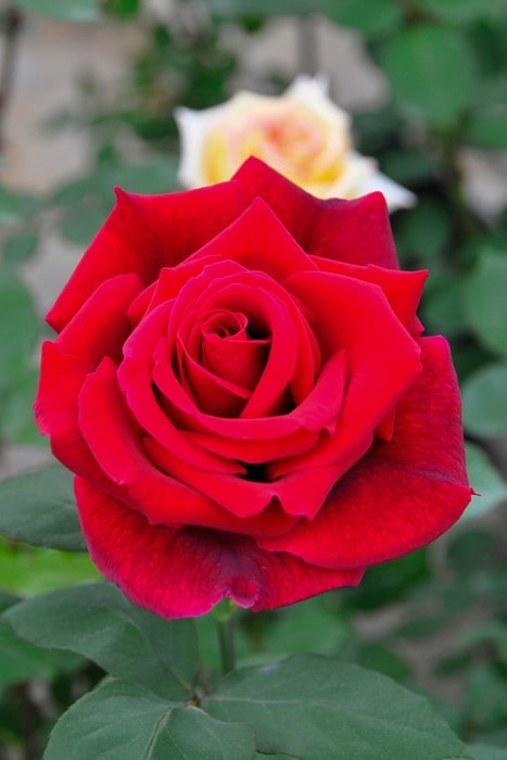 ドイリー1127❤️真紅薔薇、ローズ薔薇のエレガントドイリー✨大判80×44㎝ ドイリー1127❤️真紅薔薇、ローズ薔薇のエレガントドイリー