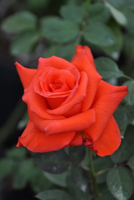 大苗】バラ苗 レディローズ 国産苗 6号鉢植え品《J-HT20》 | すべての