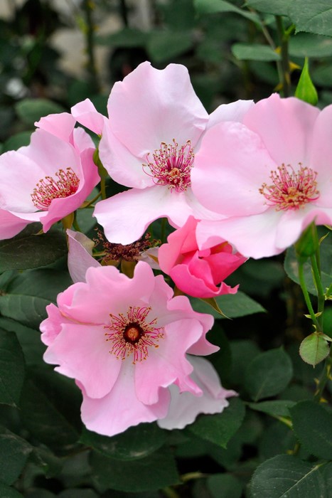 大苗】バラ苗 デンティベス 国産苗 6号鉢植え品《J-HT20》 | すべての