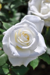 �����ġۥХ��� �業���� ���� 6��ȭ�����ʡ�J-HT20��