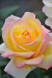 ���ߵ����ġۥХ��� �ԡ��� ���� 6��ȭ�����ʡ�J-HT10��