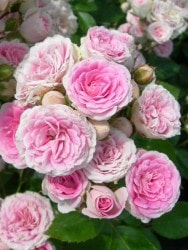 ġۥХ ϥʥ  6ȭʡηʼϡMA-MA