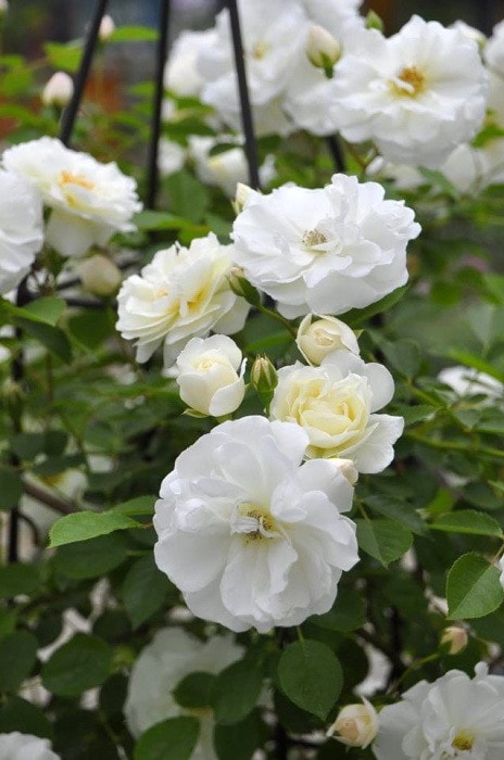 ���ߵ����ġۥХ��� �ץ����ڥ�ƥ���HMsk�� ���� 6��ȭ�����ʡ�J-CL10��