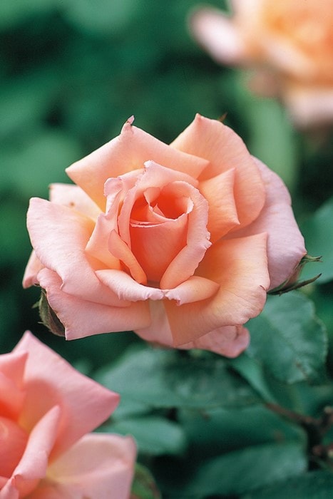 大苗】バラ苗 コンパッション 国産苗 6号鉢植え品《J-CL20》 | すべて