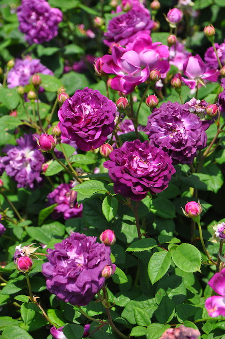 大苗】バラ苗 カーディナルドゥリシュリュー 国産苗 6号鉢植え品《J