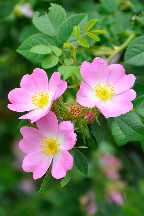 �����ġۥХ��� �����������ƥꥢ ���� 6��ȭ�����ʡ�J-OB20��