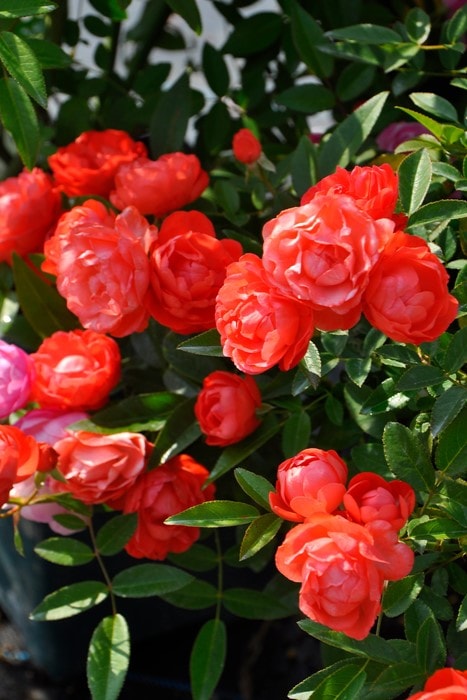 大苗】バラ苗 オレンジマザーズデー【ファーザーズデー】 国産苗 6号