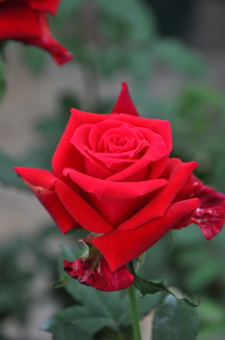 �����ġۥХ��� ���������������ڥޥ��쥤���� ���� 6��ȭ�����ʡη����ʼ�ϡ�MA-MA��