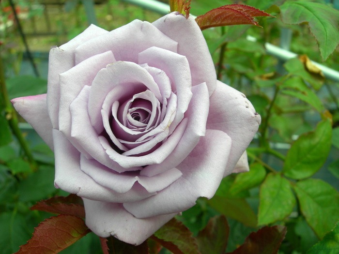 Blue薔薇様のorderのお品です。 Amazon.co.jp: ミニ薔薇 アスナロブルー 3.5号ポット 1個売り