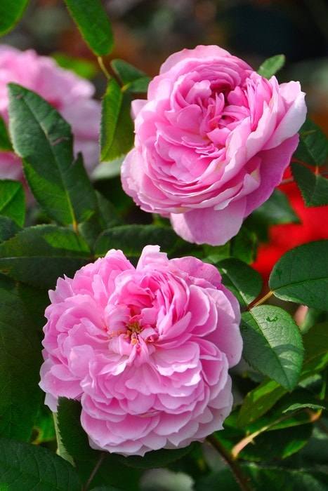 ドルチェアンドガッバーナ　スカーフ　バラ　薔薇　ローズ　ピンク　時計 ドルチェアンドガッバーナ スカーフ バラ 薔薇 ローズ ピンク