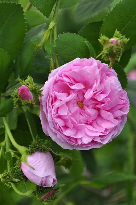 バラ苗【中苗】シャポードナポレオン 国産苗 6号鉢植え品《J-OC20