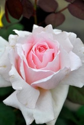 Хġ6濷ġۥɥΡȥ  6ȭʡӿ建 ϿʼϡIR-IRO3