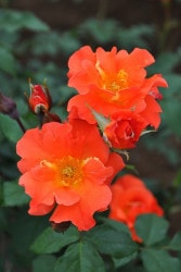 �Х��ġ����ġۥץ�󥻥��ߥ��� ���� 6��ȭ�����ʡ�J-FL20��