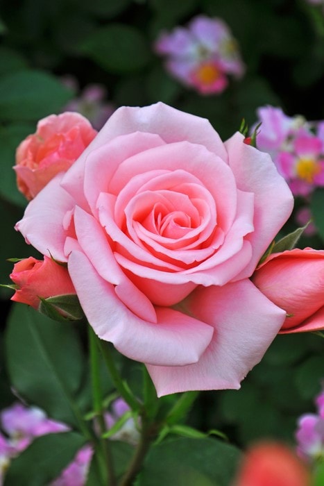 バラ苗【中苗】プリンセスアイコ 国産苗 6号鉢植え品［農林水産省 登録