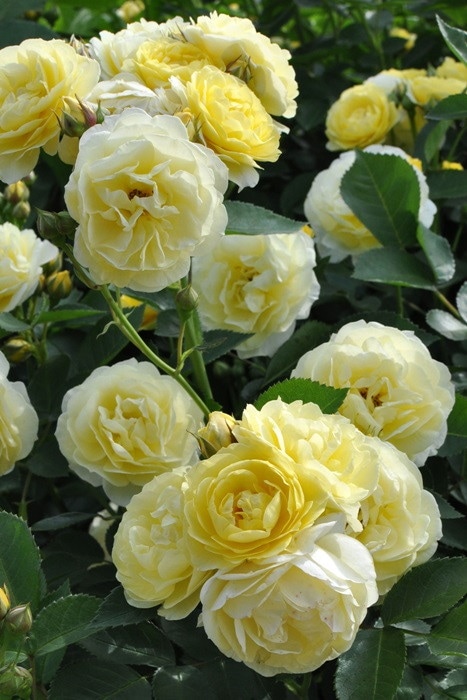 Хġڿġۥǥܡ ġηʼϡIR-IRO3
