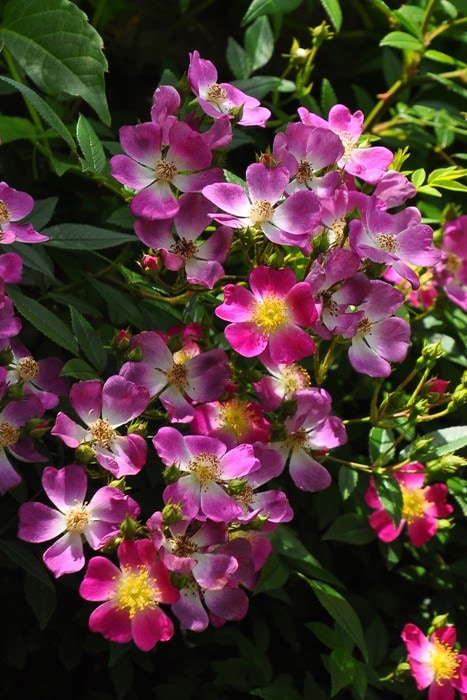 Хġġۥ饢졼  6ȭʡJ-CL20