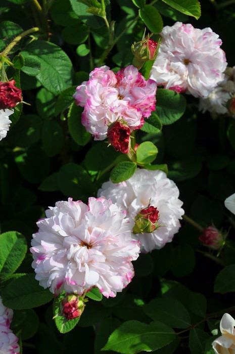 バラ苗【中苗】レダ 国産苗 6号鉢植え品《J-OC20》 | すべての商品