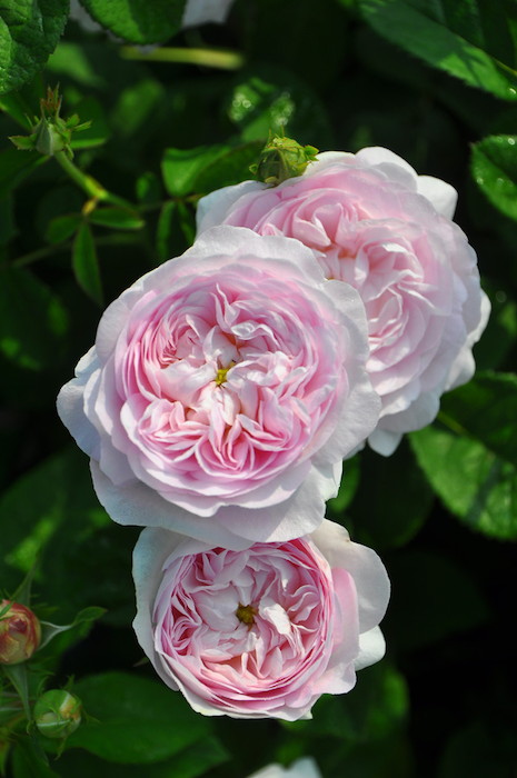 バラ苗【中苗】デュシェスドゥモントベロー 国産苗 6号鉢植え品《J