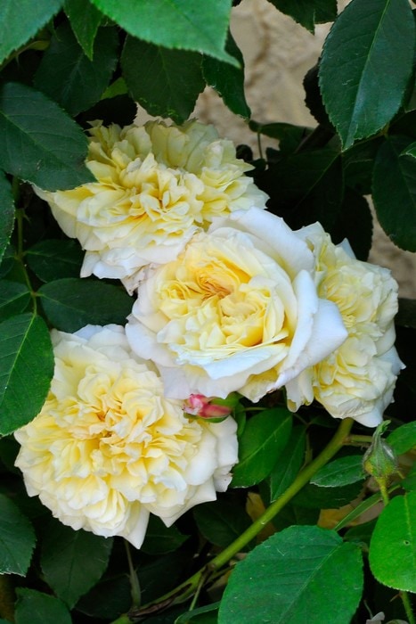 バラ苗 バラ苗【中苗】セリーヌフォレスティエ 国産苗 6号鉢植え品《J