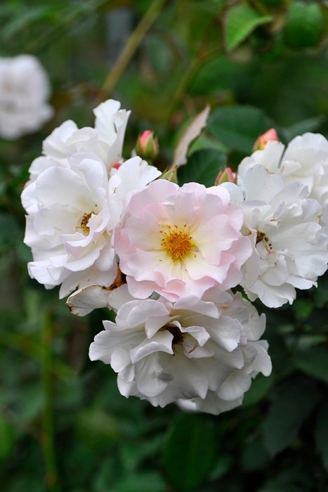 Хġġۥڥͥڡڥڥͥס  6ȭʡJ-OC20