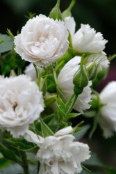 Хġġۥۥ磻ȥ롼ƥɥ륹  6ȭʡJ-OB20