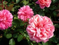 �����ġۥХ��� ���륷�ǥ�å����祻�� ���� 6��ȭ�����ʡ�J-OB20��