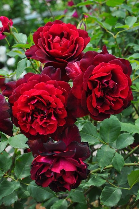 バラ苗【中苗】フランシスデュブリュイ 国産苗 6号鉢植え品《J-OB10