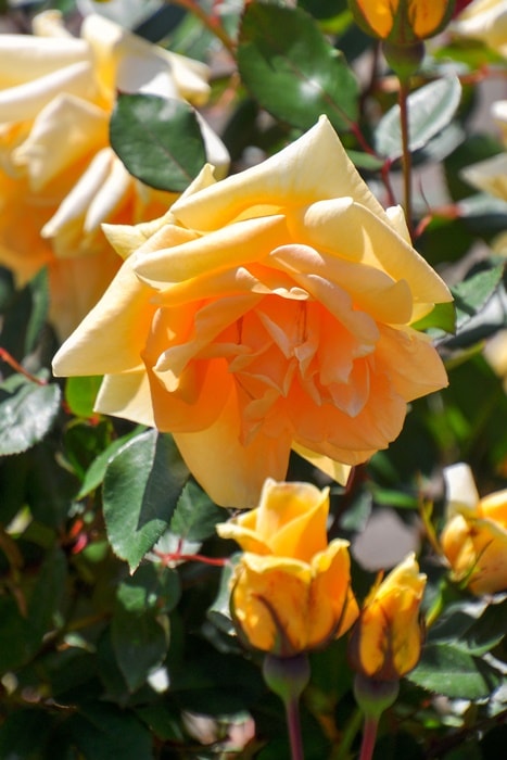 バラ苗【中苗】レディヒリンドン 国産苗 6号鉢植え品《J-OB20