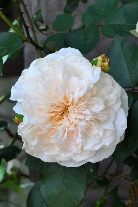 Хġġۥ֥  6ȭʡJ-OC20