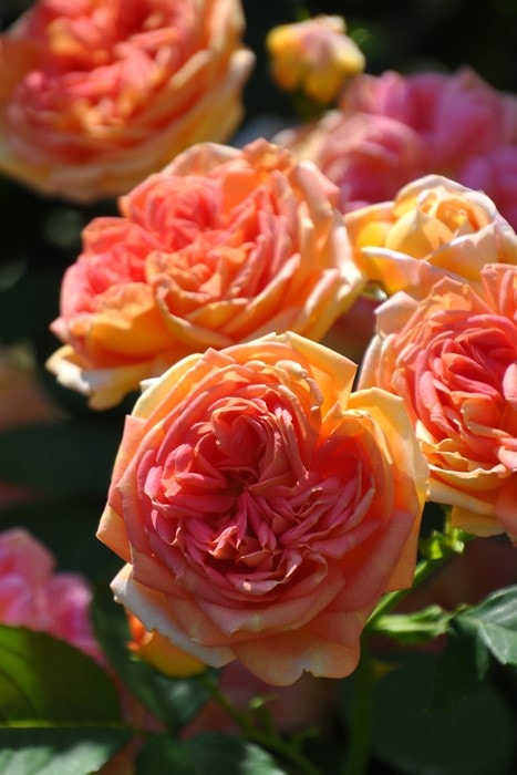 ڥ若ۡġۥХ 륭ߥ  6ȭʡJ-CL20 ָ