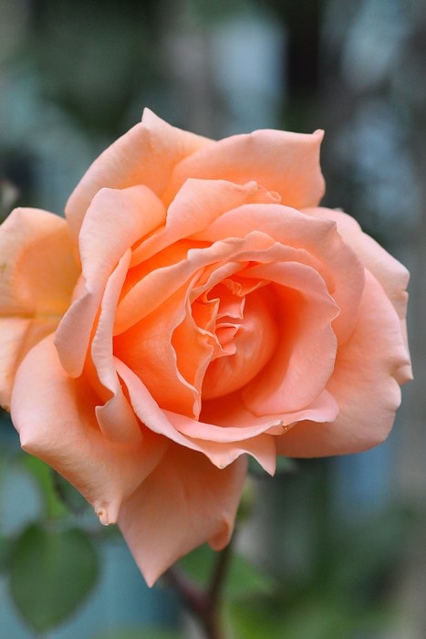 バラ苗【中苗】ブレスオブライフ 国産苗 6号鉢植え品《J-CL20