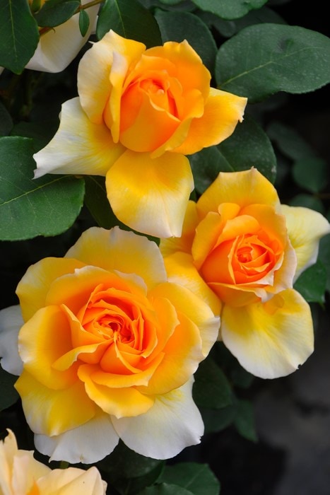 バラ苗【中苗】マダムシャルルソバージュ 国産苗 6号鉢植え品《J-HT20