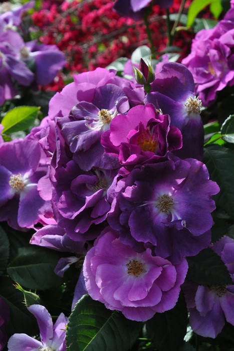 冬季大苗】バラ苗 ラプソディインブルー 国産苗 6号鉢植え品［農林水産