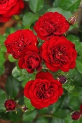 �Х��ġ����ġۥ�Х��롼�� ���� 6��ȭ�����ʡ�J-FL20��