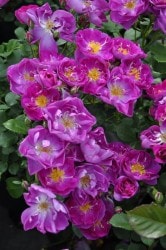 �����ġۥХ��� ���󥿡��ʥ���ʥ�إ��ɥȥ�ӥ塼�� ���� 6��ȭ�����ʡ�J-FL20��