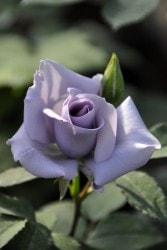 ġۥХ ǥ  6ȭʡηʼϡOM-ZEN