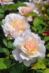 ġۥХ 륹󥢡إ  6ȭʡJ-FL20