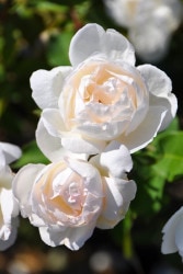 �����ġۥХ��� �ޥ��ॸ�祻�ե������ ���� 6��ȭ�����ʡ�J-OB20��