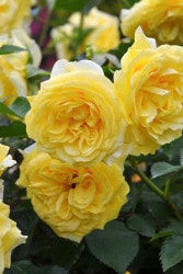 ġۥХ 饤ȥޥƥ  6ȭʡӿ建 ϿʼϡIR-IRO3