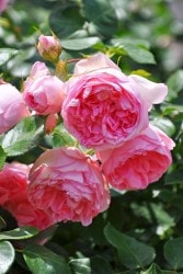 �����ġۥХ��� �����ɥ��⡼�ѥå��� ���� 6��ȭ�����ʡ�J-FL20��