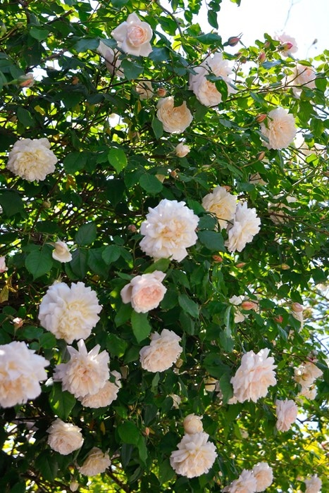 ���ߵ����ġۥХ��� �ޥ��ॢ��ե�åɥ���ꥨ���� ���� 6��ȭ�����ʡ�J-OC10�ա�0204�����