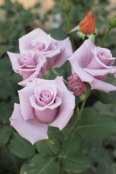 ġۥХ 󥰥С  6ȭʡJ-HT20